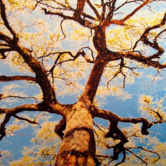 A Storm, A Tree, My Mother's Head